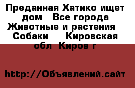 Преданная Хатико ищет дом - Все города Животные и растения » Собаки   . Кировская обл.,Киров г.